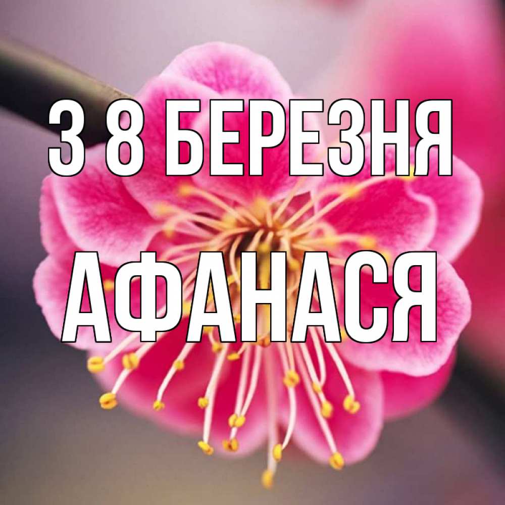 Открытка на каждый день з підписом, Афанася З 8 БЕРЕЗНЯ цветы Прикольна листівка з побажанням онлайн скачати безкоштовно 