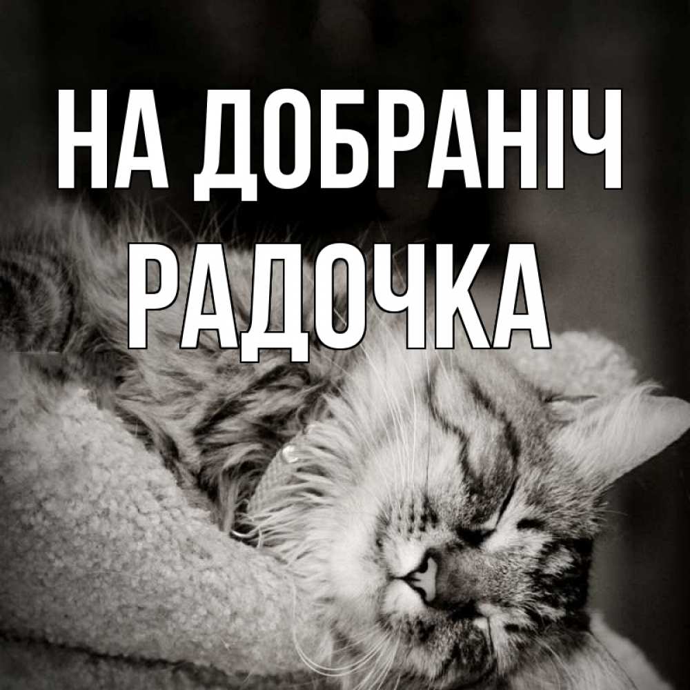 Открытка на каждый день з підписом, Радочка На добраніч котярик пушистый Прикольна листівка з побажанням онлайн скачати безкоштовно 