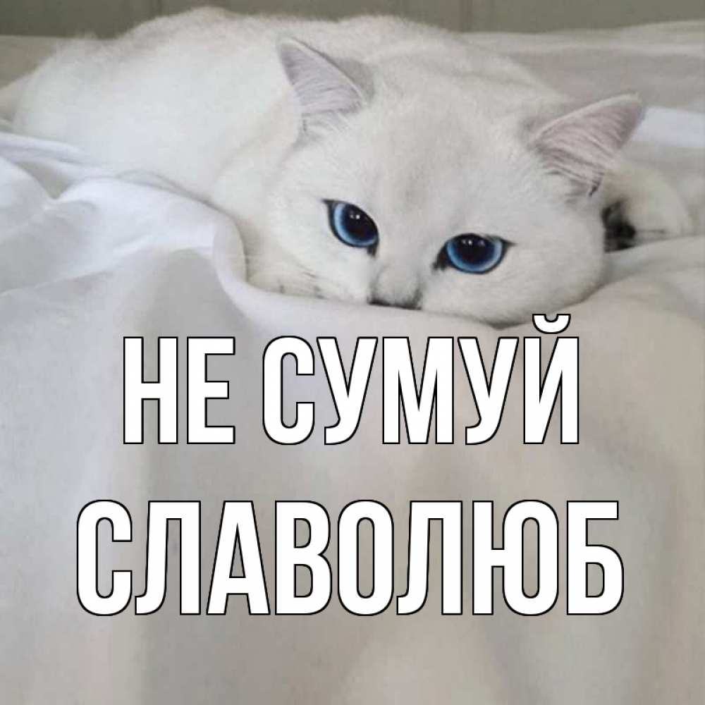 Открытка на каждый день з підписом, Славолюб Не сумуй белый кот с голубыми глазами на белоснежной кровати Прикольна листівка з побажанням онлайн скачати безкоштовно 