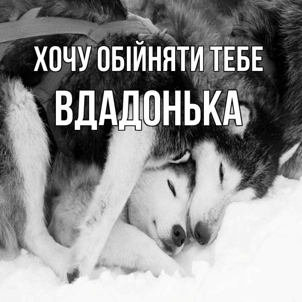 Открытка на каждый день з підписом, Вдадонька Хочу обійняти тебе собачки в упряжке Прикольна листівка з побажанням онлайн скачати безкоштовно 