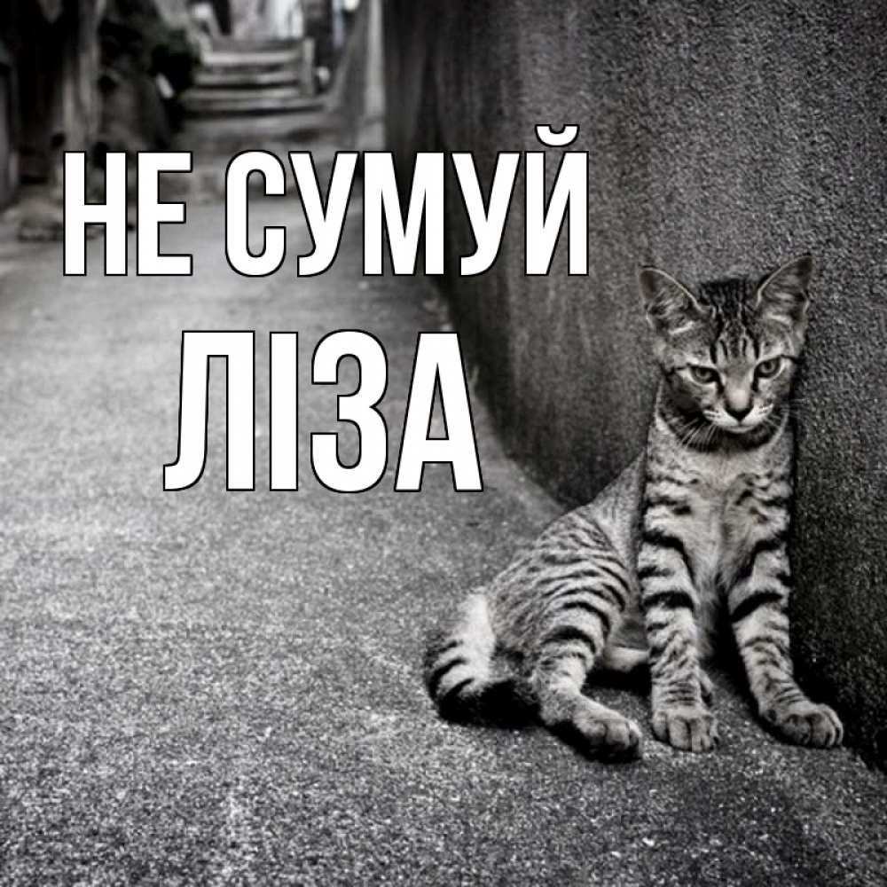 Открытка на каждый день з підписом, Ліза Не сумуй скучающий котик Прикольна листівка з побажанням онлайн скачати безкоштовно 
