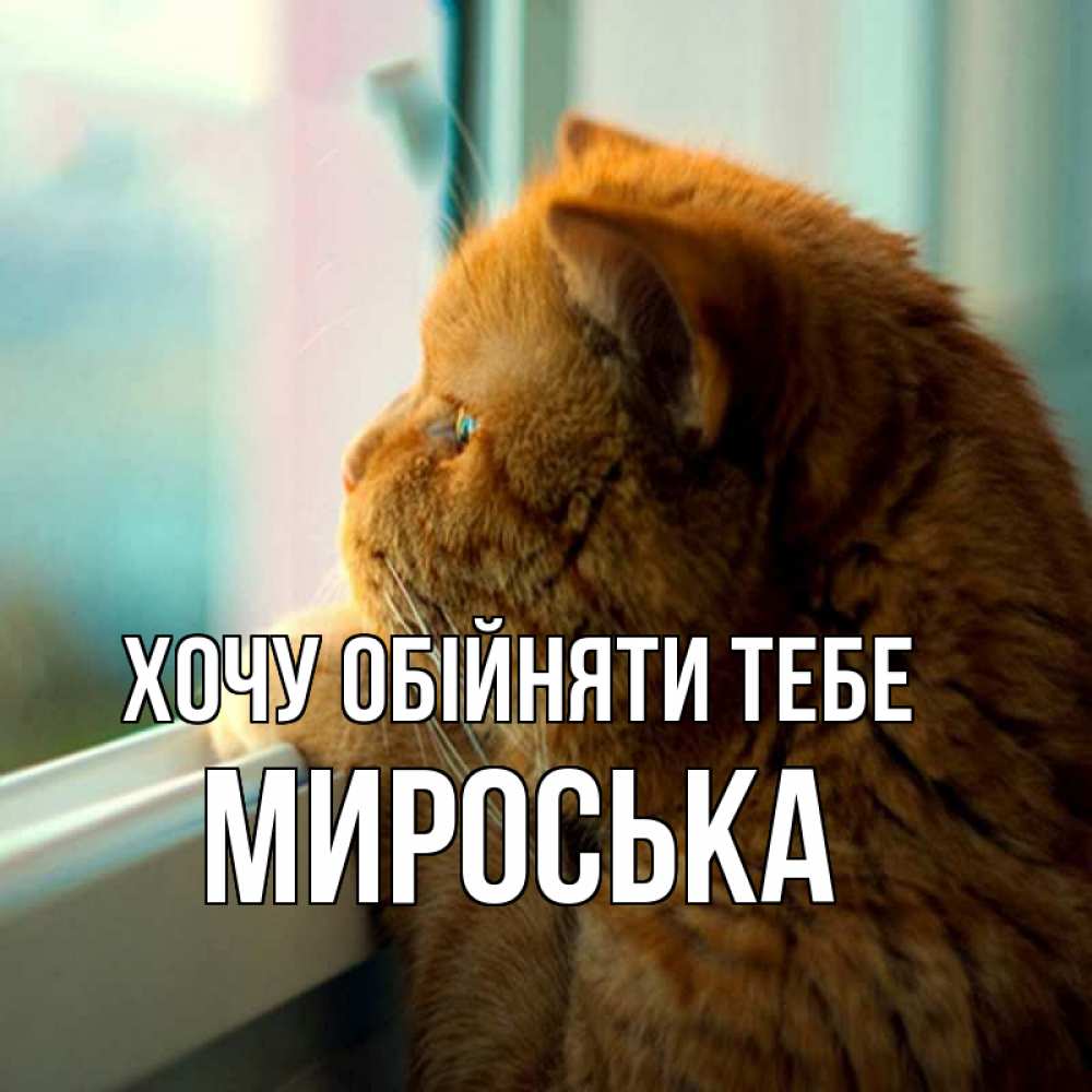 Открытка на каждый день з підписом, Мироська Хочу обійняти тебе большой огромный рыжий котяра Прикольна листівка з побажанням онлайн скачати безкоштовно 