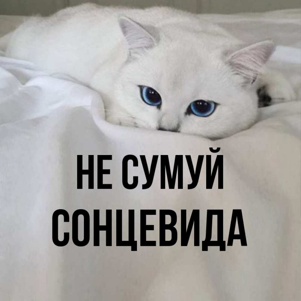 Открытка на каждый день з підписом, Сонцевида Не сумуй Голубоглазая кошка Прикольна листівка з побажанням онлайн скачати безкоштовно 