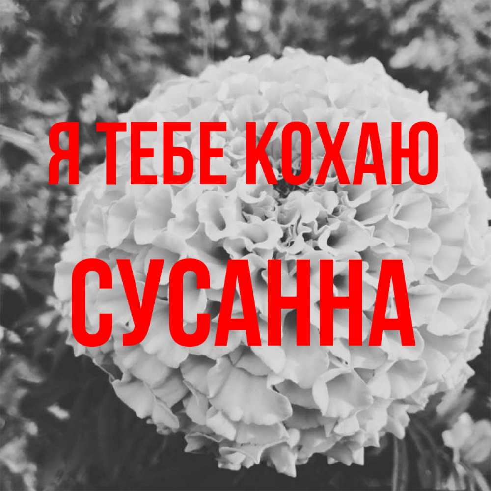 Открытка на каждый день з підписом, Сусанна Я тебе кохаю подпись Прикольна листівка з побажанням онлайн скачати безкоштовно 