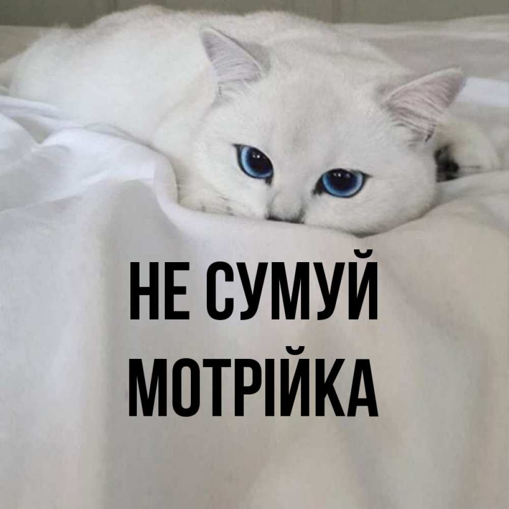 Открытка на каждый день з підписом, Мотрійка Не сумуй Голубоглазая кошка Прикольна листівка з побажанням онлайн скачати безкоштовно 