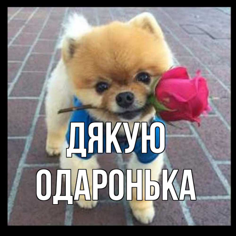 Открытка на каждый день з підписом, Одаронька Дякую спасибо и дарю тебе цветок Прикольна листівка з побажанням онлайн скачати безкоштовно 