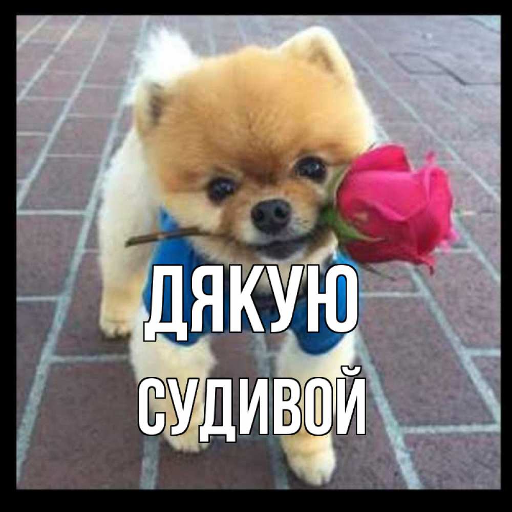 Открытка на каждый день з підписом, Судивой Дякую спасибо и дарю тебе цветок Прикольна листівка з побажанням онлайн скачати безкоштовно 