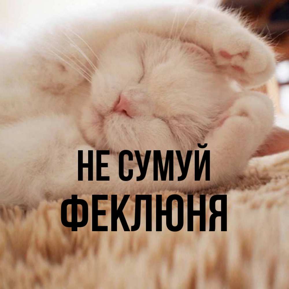 Открытка на каждый день з підписом, Феклюня Не сумуй Котенок спит Прикольна листівка з побажанням онлайн скачати безкоштовно 