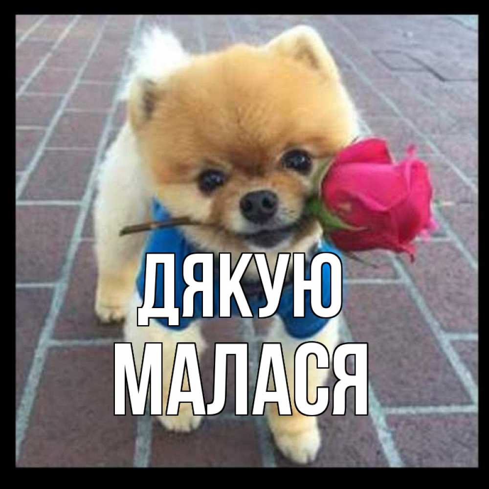 Открытка на каждый день з підписом, Малася Дякую спасибо и дарю тебе цветок Прикольна листівка з побажанням онлайн скачати безкоштовно 