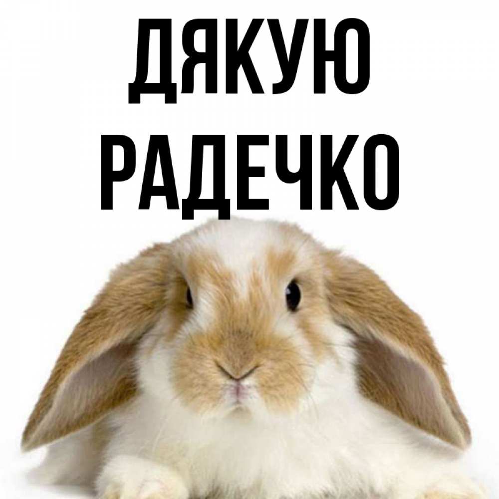 Открытка на каждый день з підписом, Радечко Дякую коричнево белый заяц Прикольна листівка з побажанням онлайн скачати безкоштовно 