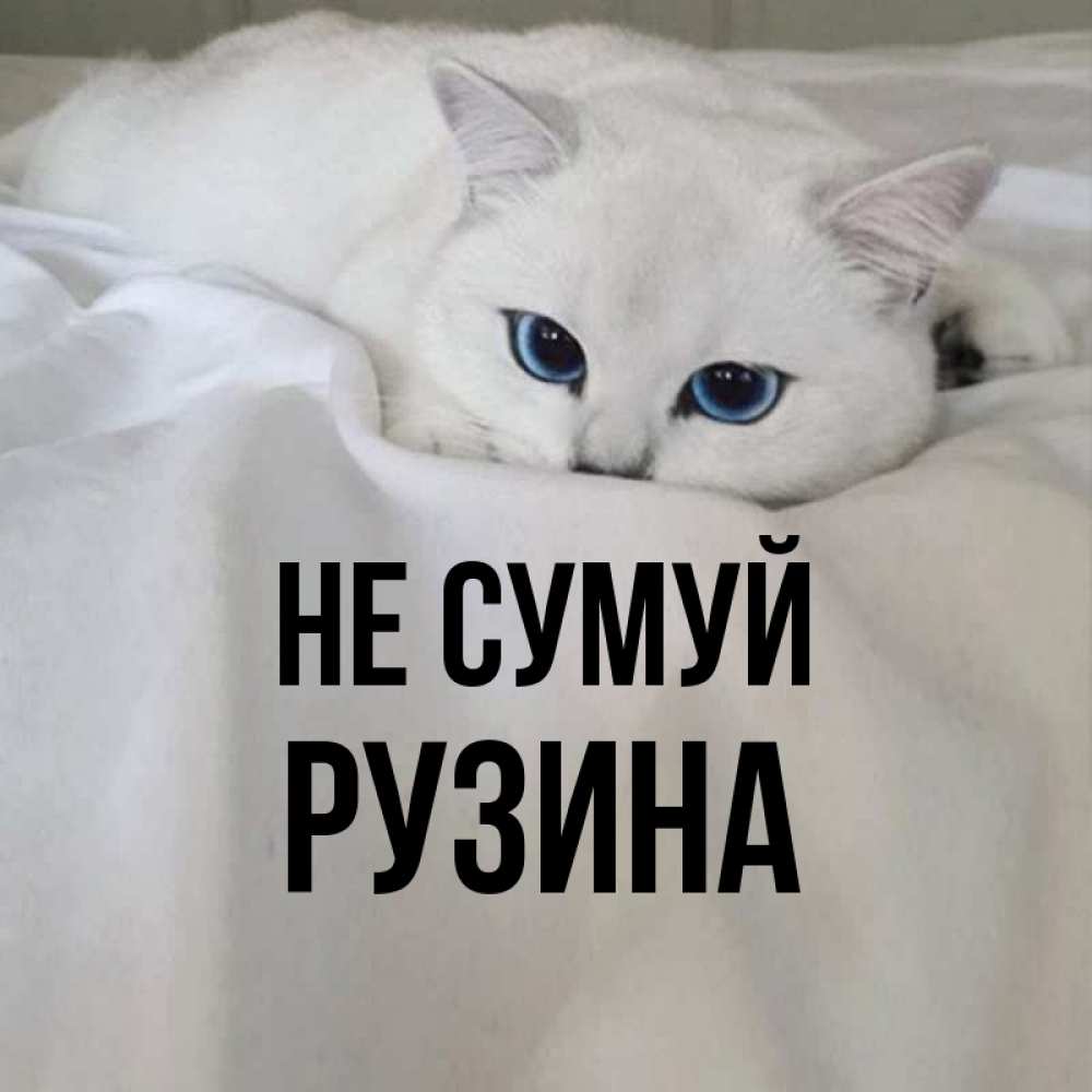 Открытка на каждый день з підписом, Рузина Не сумуй Голубоглазая кошка Прикольна листівка з побажанням онлайн скачати безкоштовно 