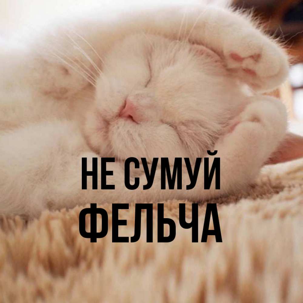 Открытка на каждый день з підписом, Фельча Не сумуй Котенок спит Прикольна листівка з побажанням онлайн скачати безкоштовно 