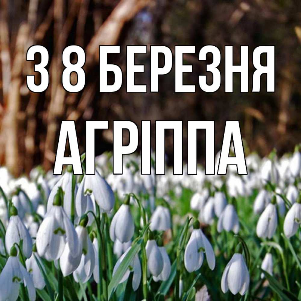Открытка на каждый день з підписом, Агріппа З 8 БЕРЕЗНЯ с подснежниками 1 Прикольна листівка з побажанням онлайн скачати безкоштовно 