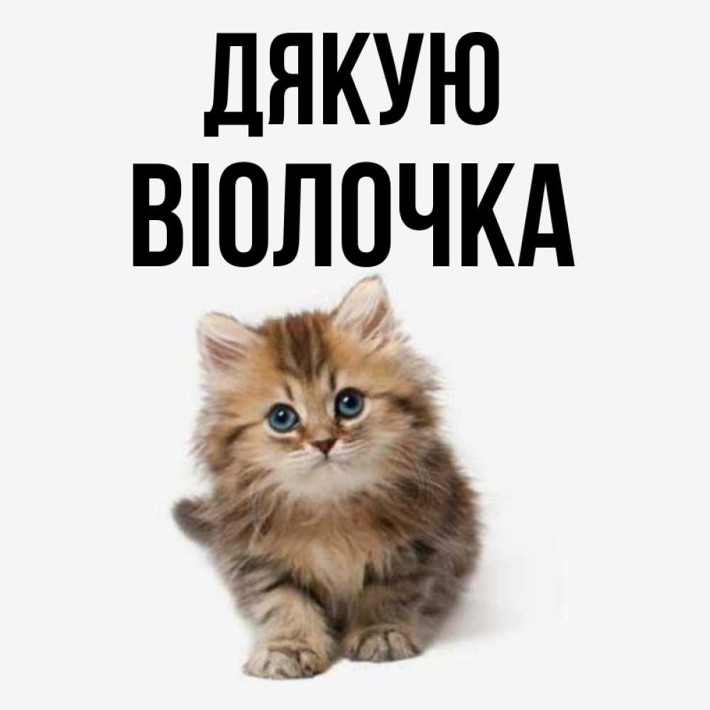 Открытка на каждый день з підписом, Віолочка Дякую пушистый котик Прикольна листівка з побажанням онлайн скачати безкоштовно 