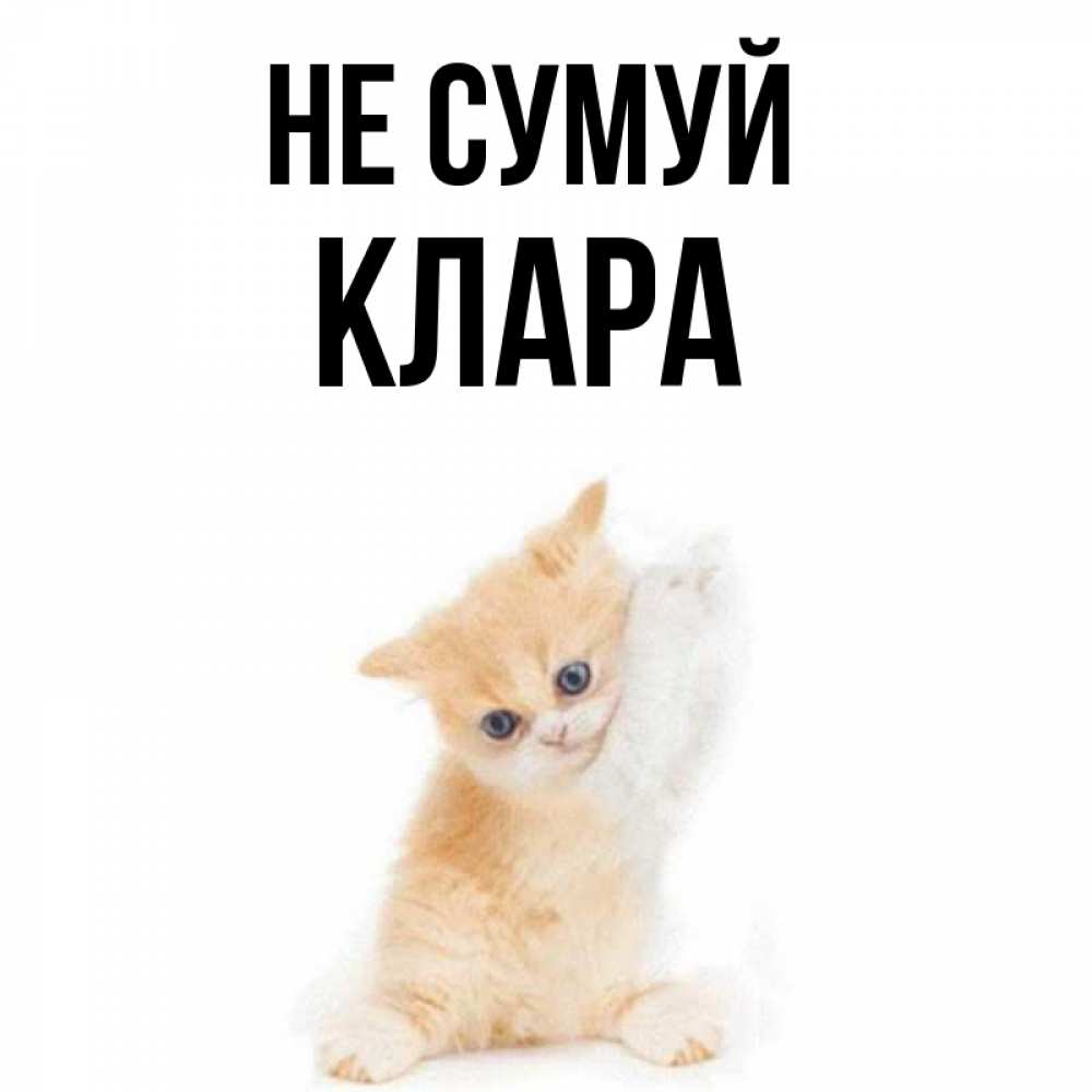 Открытка на каждый день з підписом, Клара Не сумуй просящий кот Прикольна листівка з побажанням онлайн скачати безкоштовно 