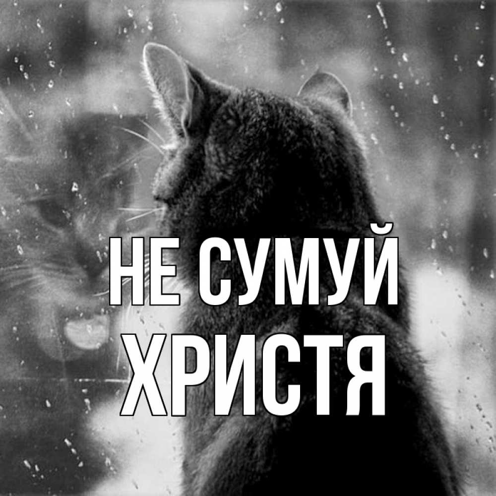 Открытка на каждый день з підписом, Христя Не сумуй отражение кота 1 Прикольна листівка з побажанням онлайн скачати безкоштовно 