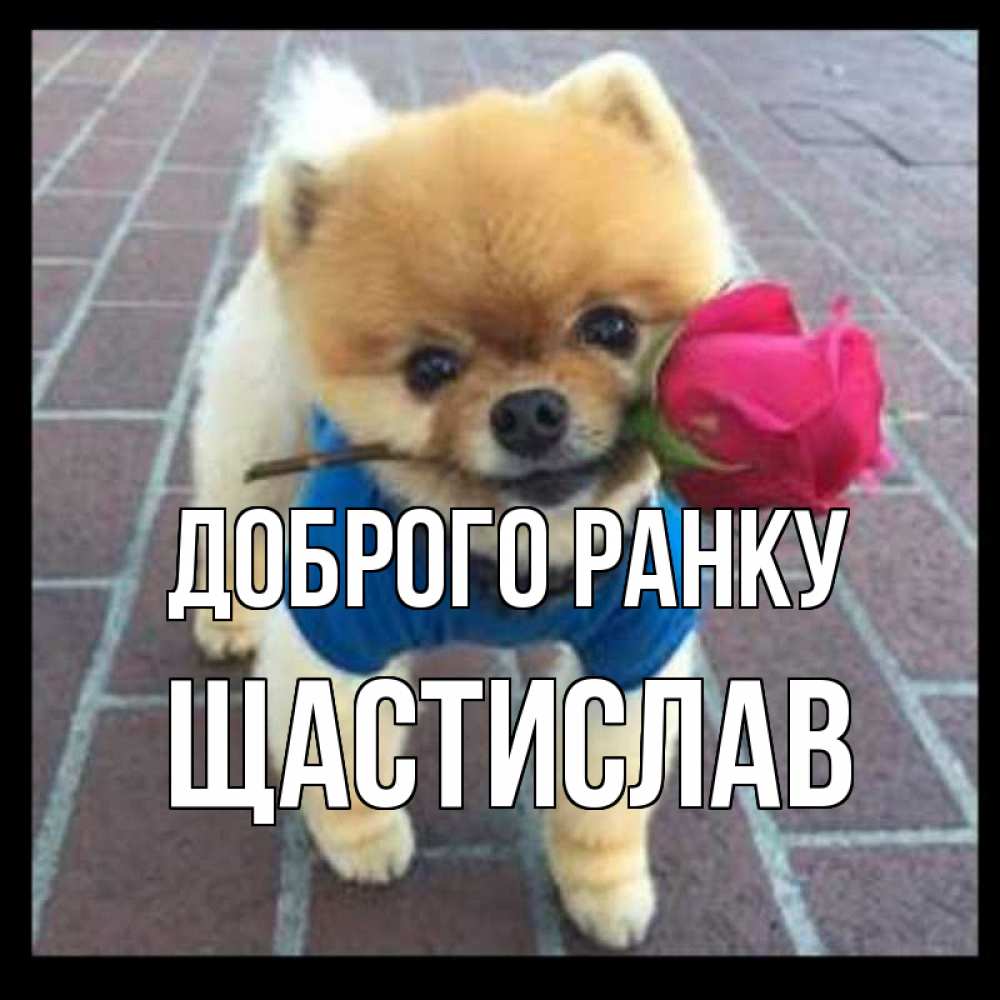 Открытка на каждый день з підписом, Щастислав Доброго ранку роза в зубах Прикольна листівка з побажанням онлайн скачати безкоштовно 