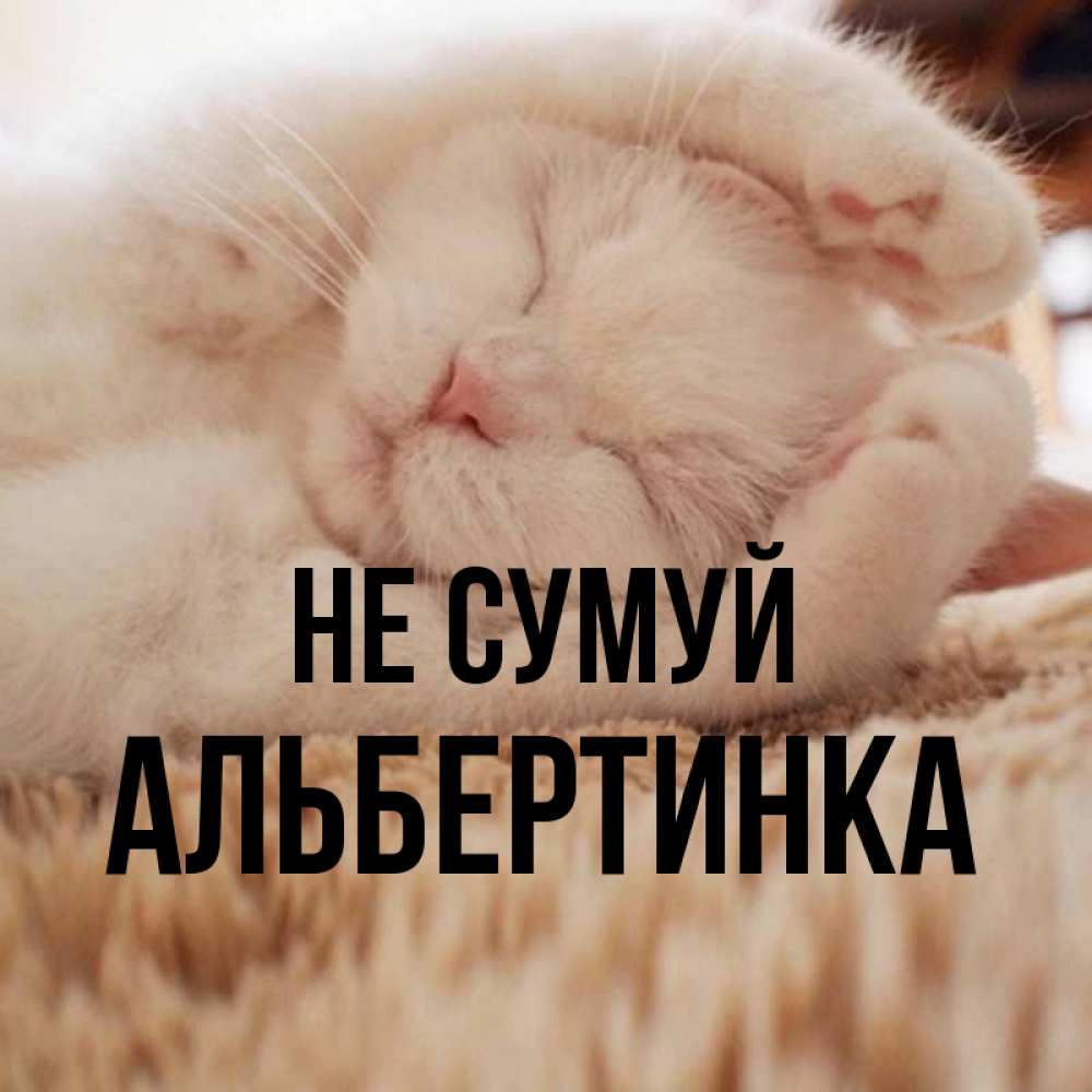 Открытка на каждый день з підписом, Альбертинка Не сумуй Котенок спит Прикольна листівка з побажанням онлайн скачати безкоштовно 