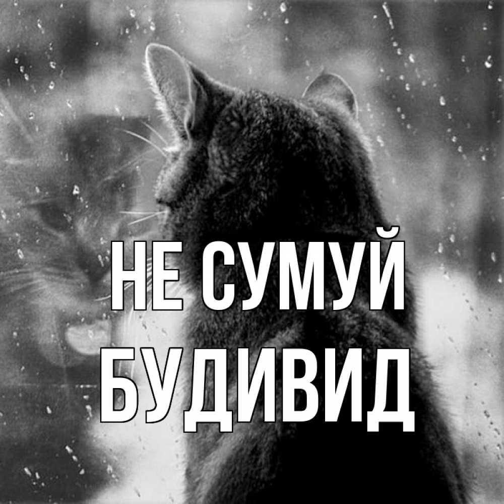 Открытка на каждый день з підписом, Будивид Не сумуй отражение кота 1 Прикольна листівка з побажанням онлайн скачати безкоштовно 