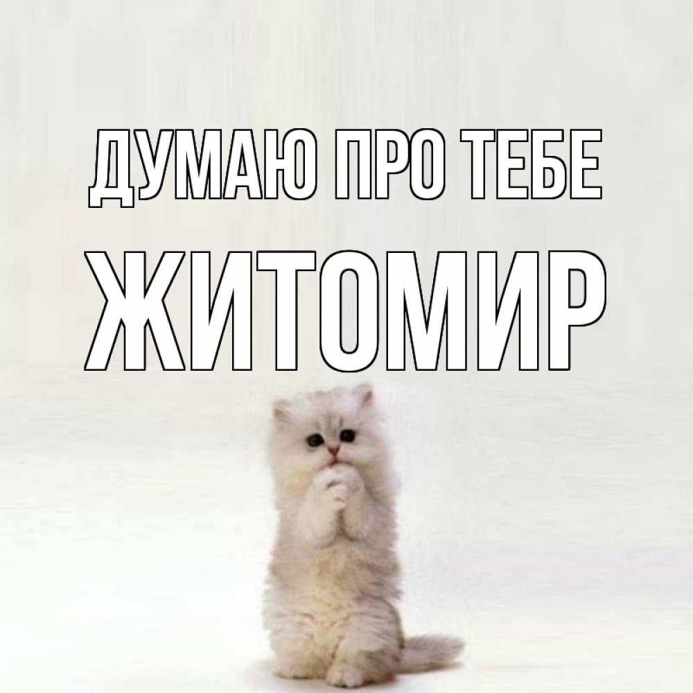 Открытка на каждый день з підписом, Житомир Думаю про тебе кот стоит на задних лапах Прикольна листівка з побажанням онлайн скачати безкоштовно 