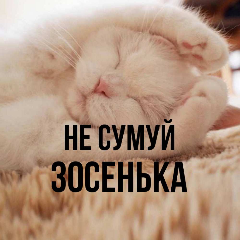 Открытка на каждый день з підписом, Зосенька Не сумуй Котенок спит Прикольна листівка з побажанням онлайн скачати безкоштовно 