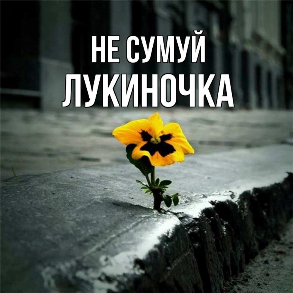 Открытка на каждый день з підписом, Лукиночка Не сумуй не сдавайся Прикольна листівка з побажанням онлайн скачати безкоштовно 