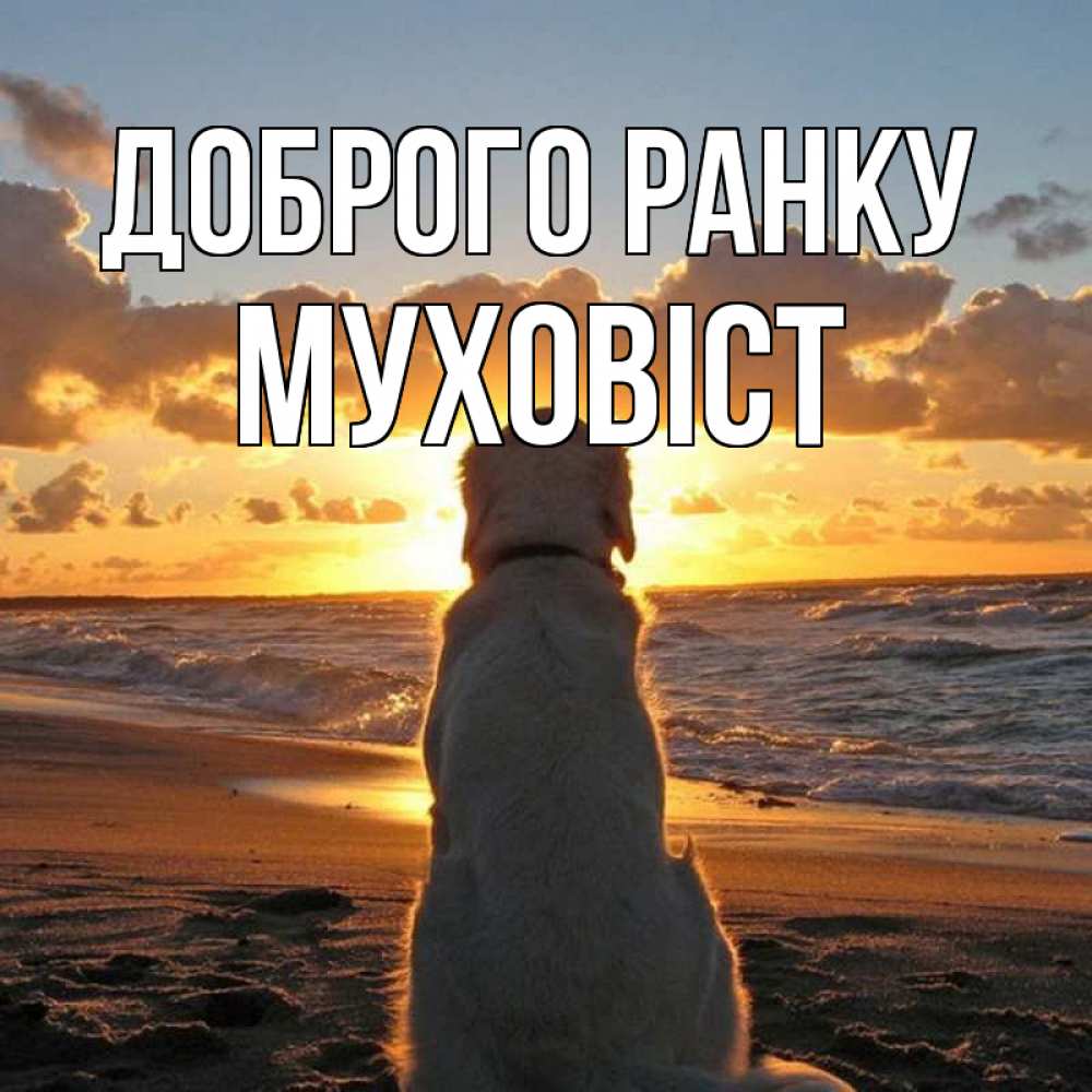 Открытка на каждый день з підписом, Муховіст Доброго ранку восход солнца Прикольна листівка з побажанням онлайн скачати безкоштовно 