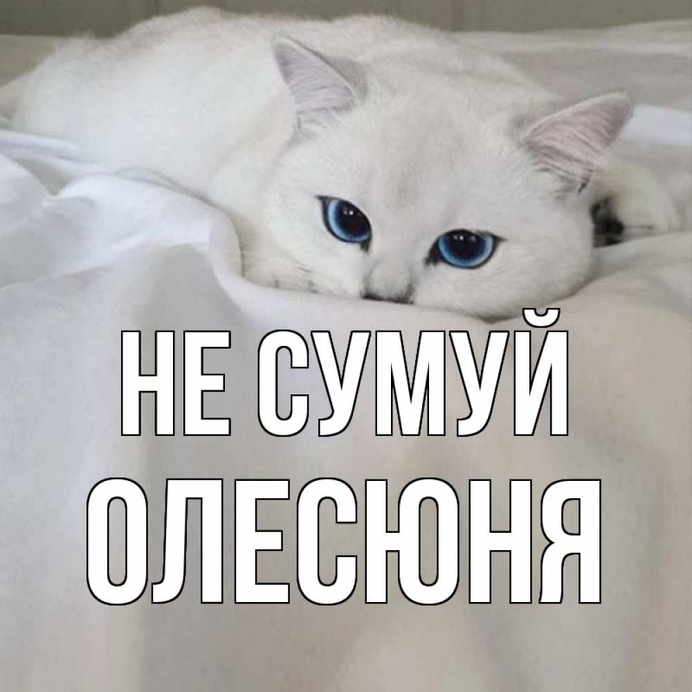 Открытка на каждый день з підписом, Олесюня Не сумуй белый кот с голубыми глазами на белоснежной кровати Прикольна листівка з побажанням онлайн скачати безкоштовно 