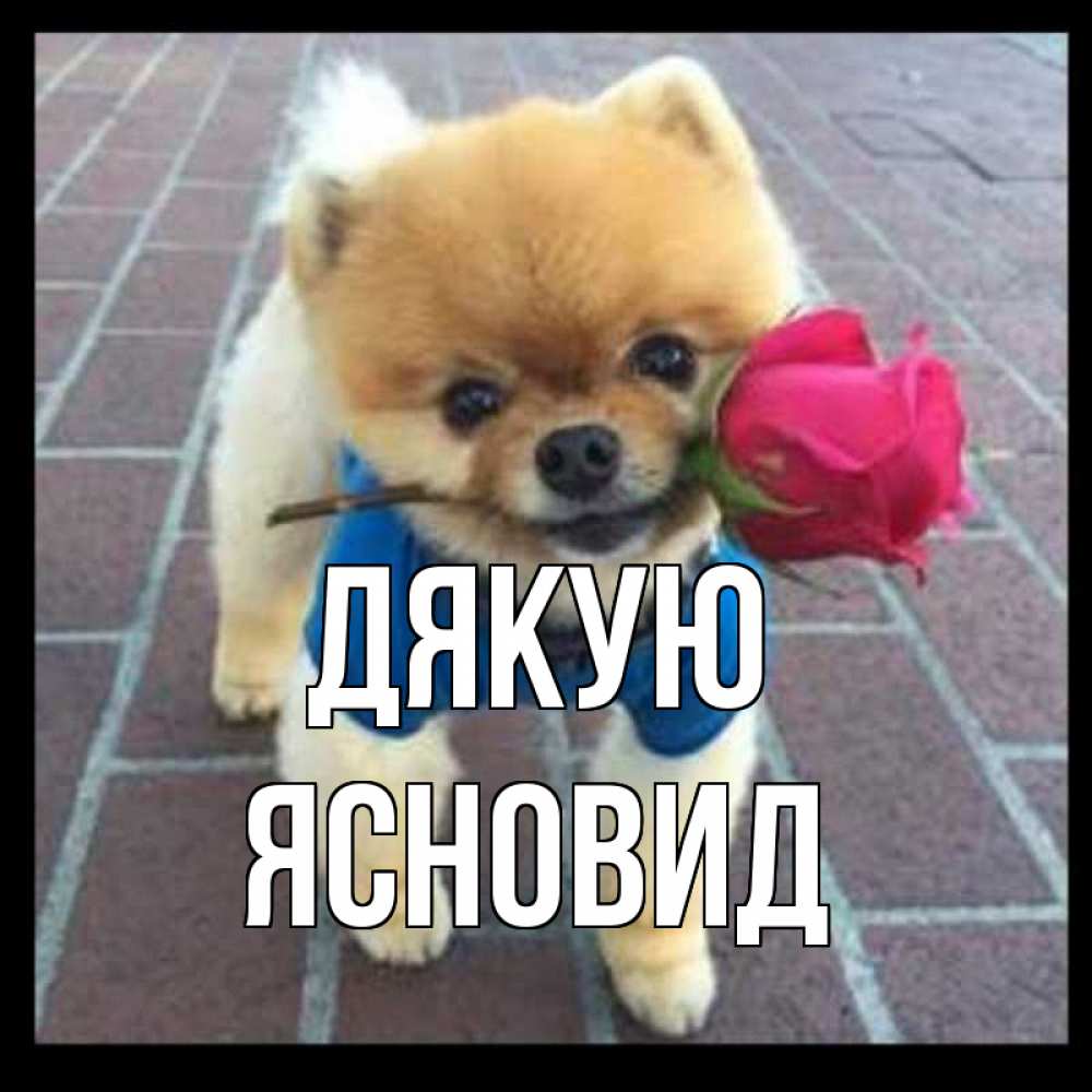 Открытка на каждый день з підписом, Ясновид Дякую спасибо и дарю тебе цветок Прикольна листівка з побажанням онлайн скачати безкоштовно 