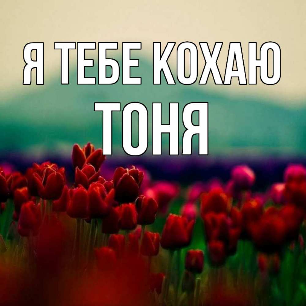 Открытка на каждый день з підписом, Тоня Я тебе кохаю тюльпаны 4 Прикольна листівка з побажанням онлайн скачати безкоштовно 