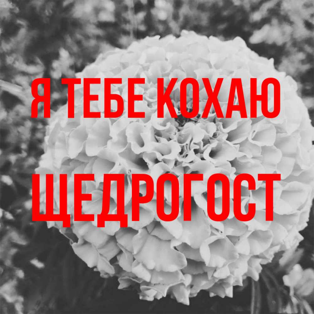 Открытка на каждый день з підписом, Щедрогост Я тебе кохаю подпись Прикольна листівка з побажанням онлайн скачати безкоштовно 