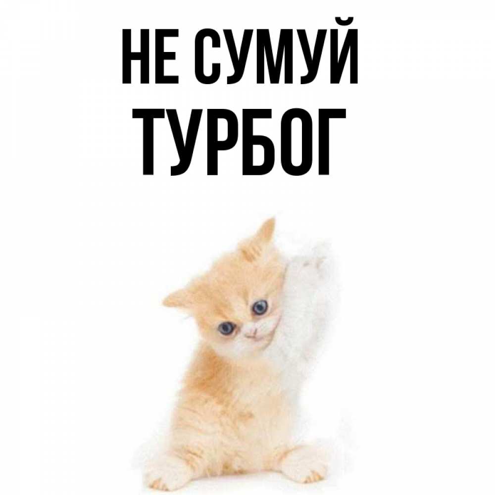 Открытка на каждый день з підписом, Турбог Не сумуй просящий кот Прикольна листівка з побажанням онлайн скачати безкоштовно 