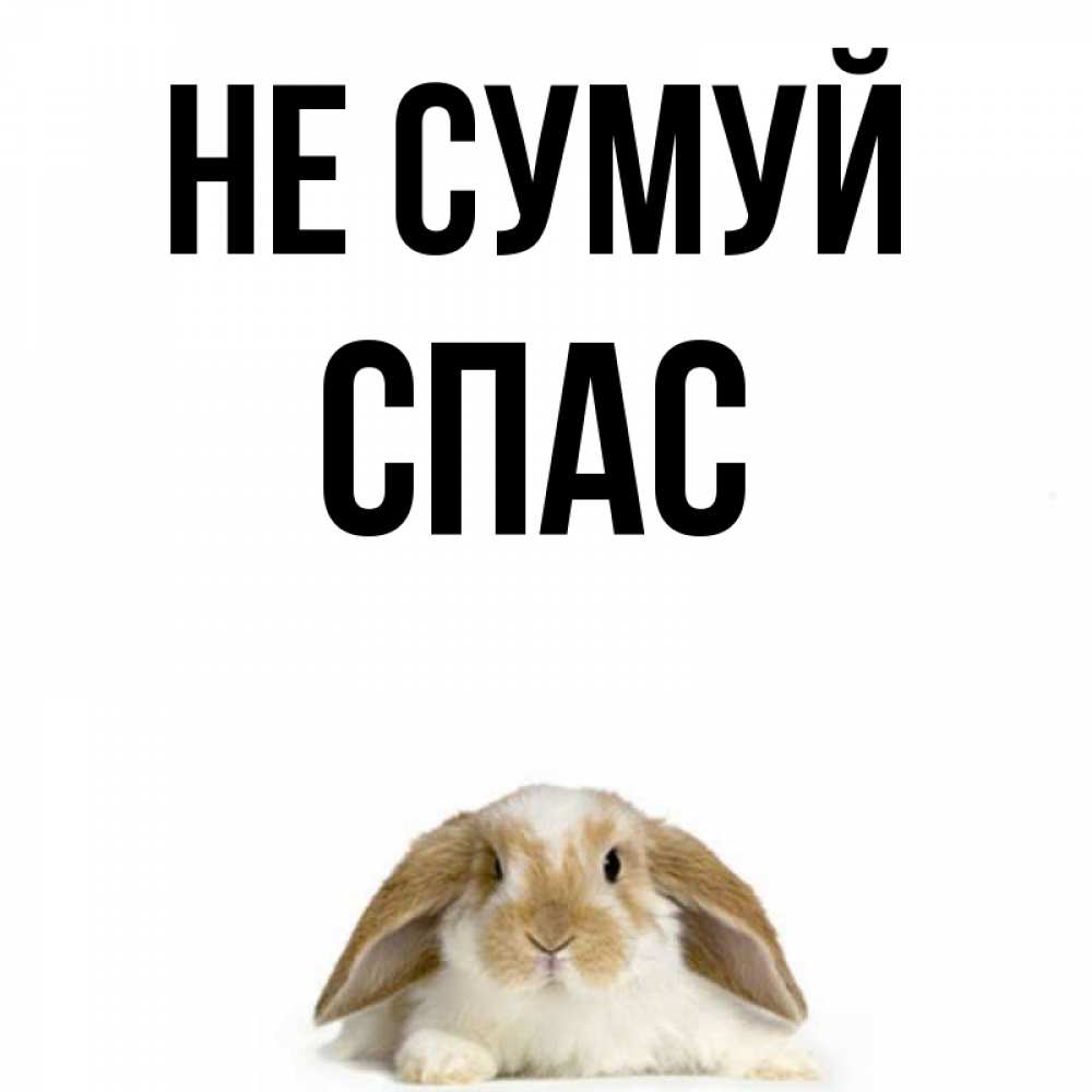 Открытка на каждый день з підписом, Спас Не сумуй коричнево белый заяц с большими ушками Прикольна листівка з побажанням онлайн скачати безкоштовно 
