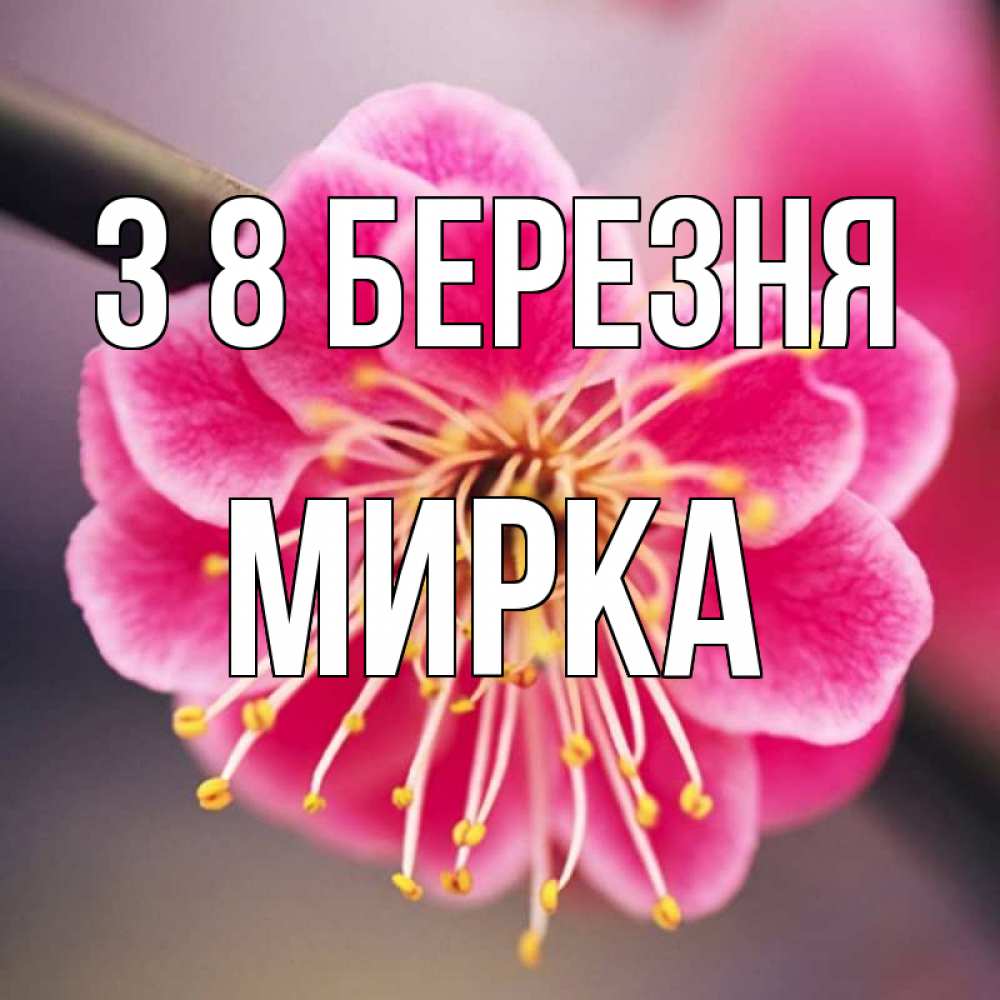 Открытка на каждый день з підписом, Мирка З 8 БЕРЕЗНЯ цветы Прикольна листівка з побажанням онлайн скачати безкоштовно 