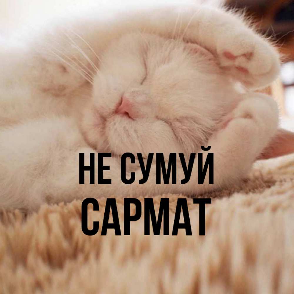 Открытка на каждый день з підписом, Сармат Не сумуй Котенок спит Прикольна листівка з побажанням онлайн скачати безкоштовно 