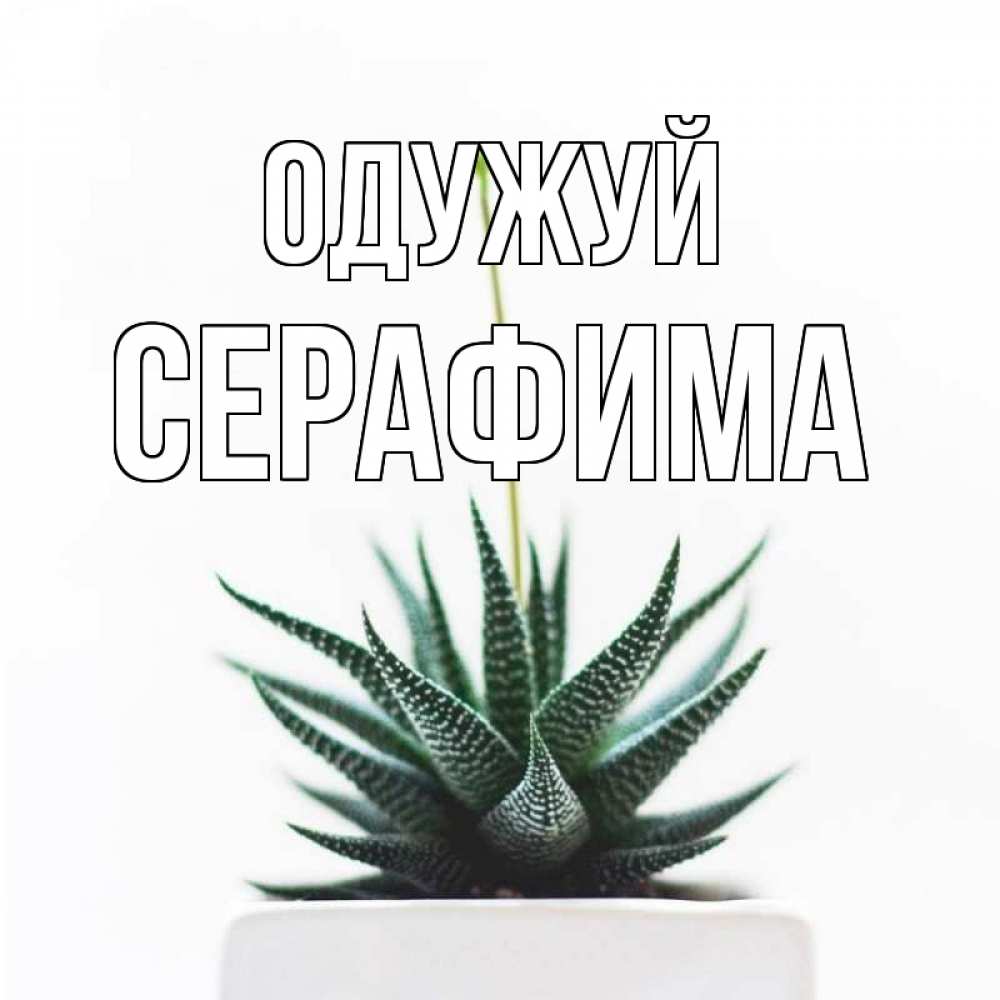 Открытка на каждый день з підписом, Серафима Одужуй короче это непонятная колючка Прикольна листівка з побажанням онлайн скачати безкоштовно 