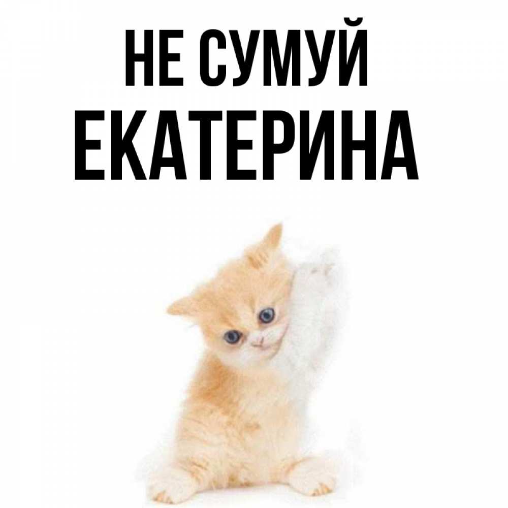 Открытка на каждый день з підписом, Екатерина Не сумуй просящий кот Прикольна листівка з побажанням онлайн скачати безкоштовно 
