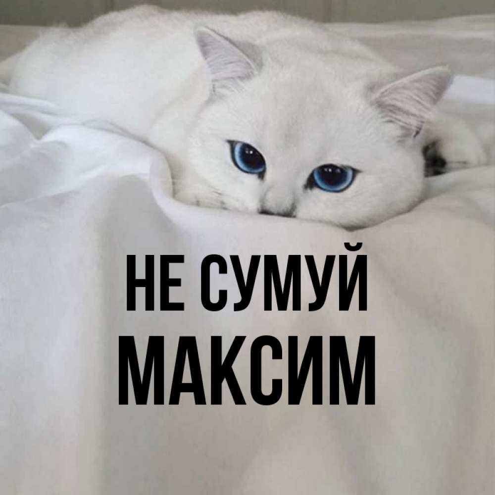 Открытка на каждый день з підписом, Максим Не сумуй Голубоглазая кошка Прикольна листівка з побажанням онлайн скачати безкоштовно 