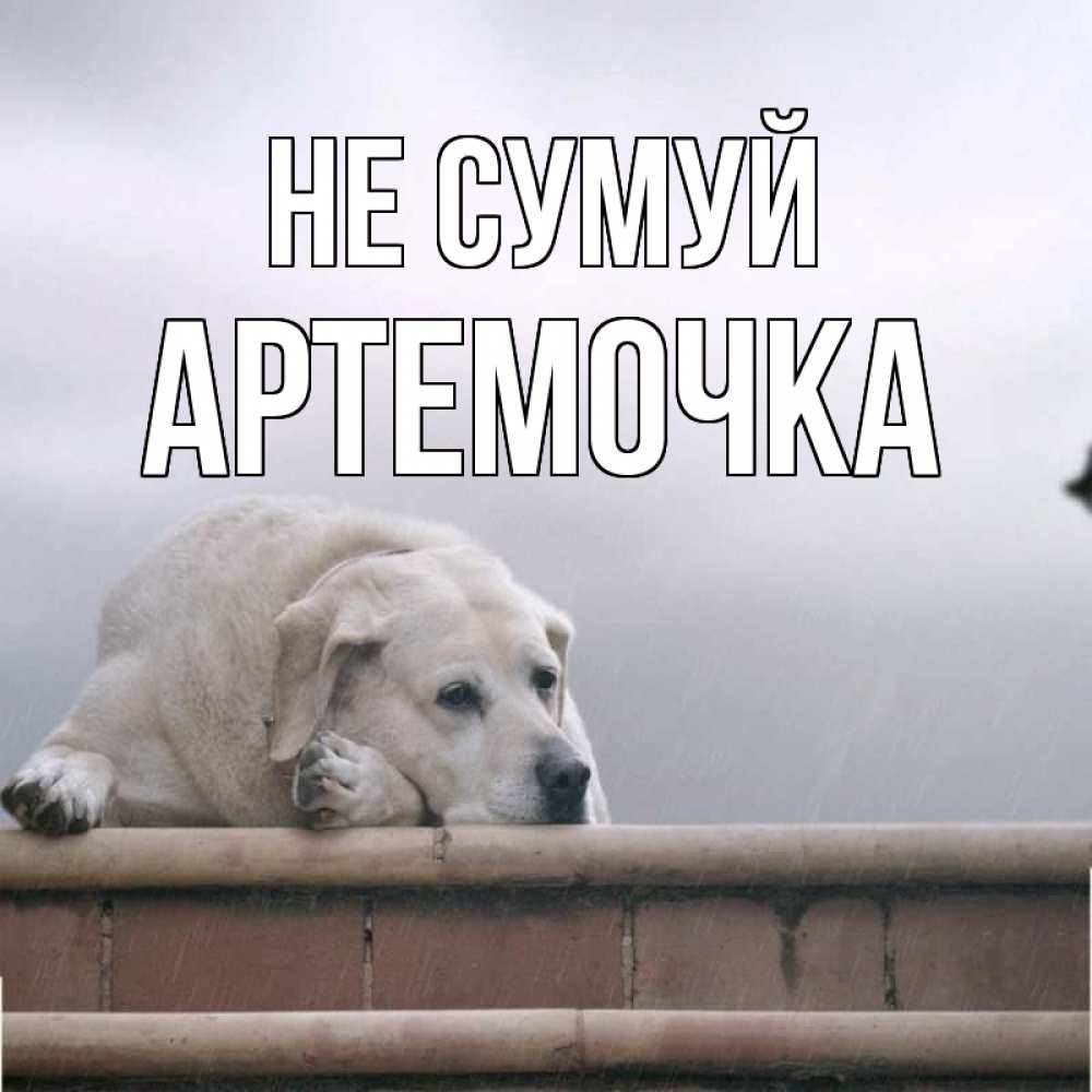 Открытка на каждый день з підписом, Артемочка Не сумуй белый пес 1 Прикольна листівка з побажанням онлайн скачати безкоштовно 