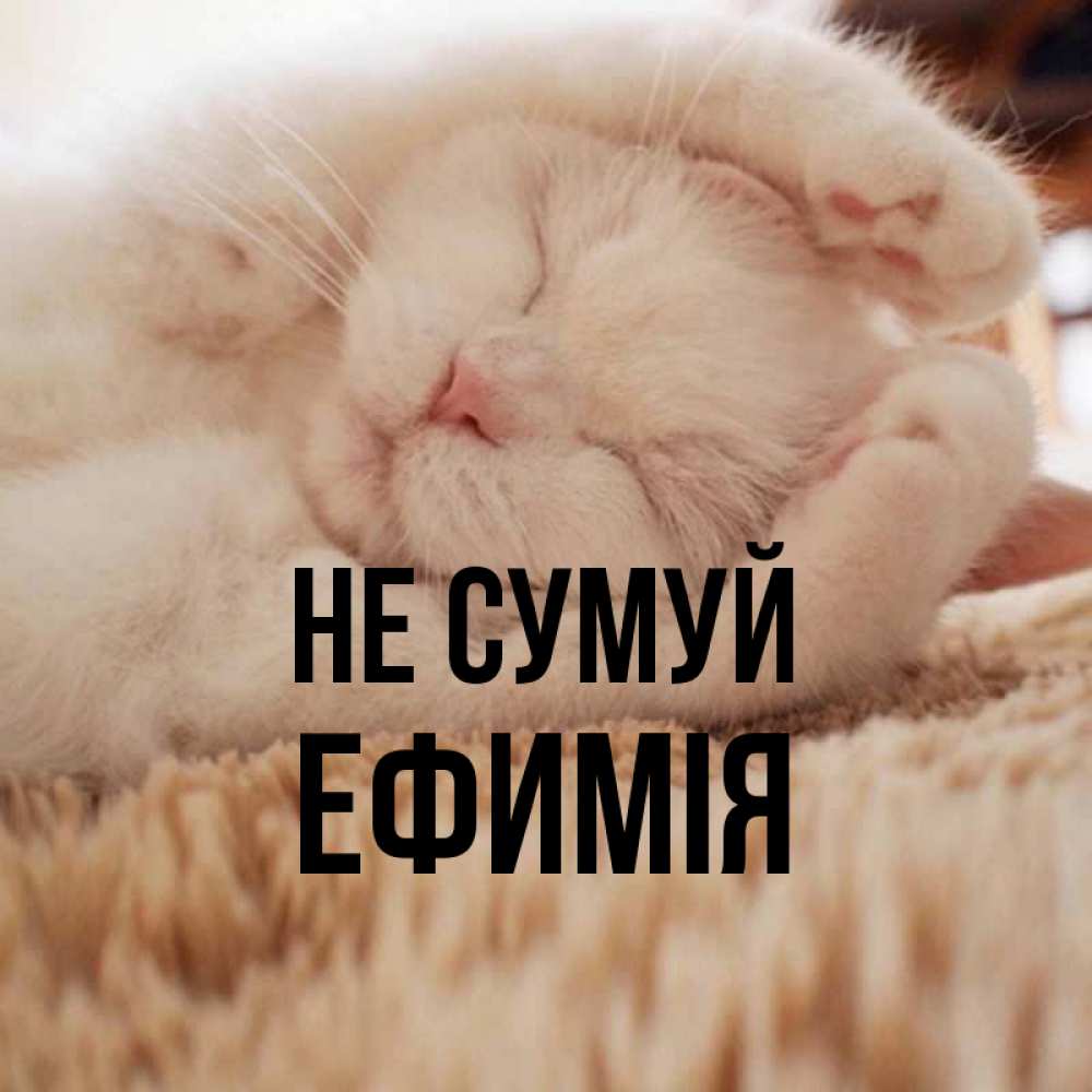 Открытка на каждый день з підписом, Ефимія Не сумуй Котенок спит Прикольна листівка з побажанням онлайн скачати безкоштовно 