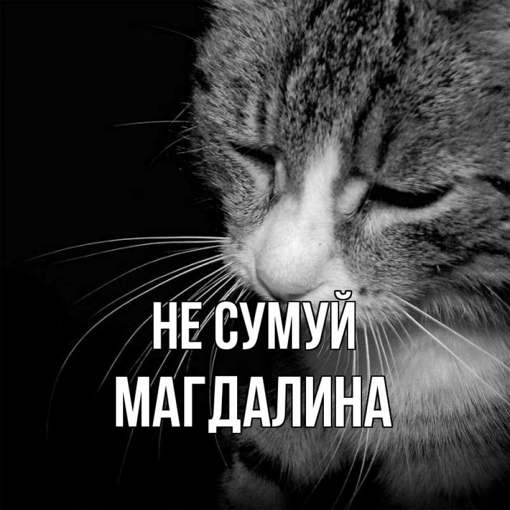 Открытка на каждый день з підписом, Магдалина Не сумуй грустный котик Прикольна листівка з побажанням онлайн скачати безкоштовно 