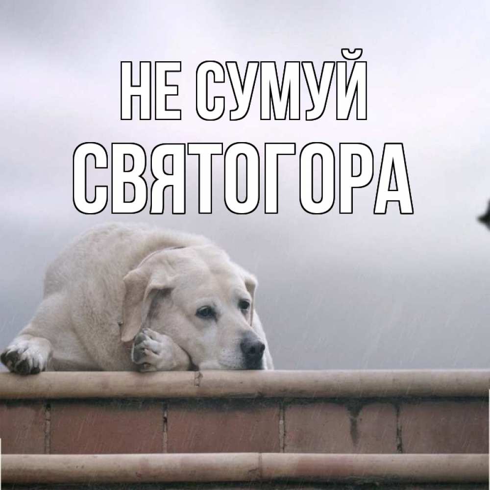 Открытка на каждый день з підписом, Святогора Не сумуй белый пес 1 Прикольна листівка з побажанням онлайн скачати безкоштовно 
