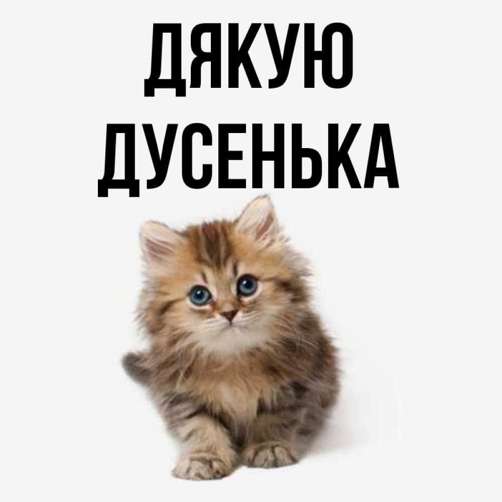 Открытка на каждый день з підписом, Дусенька Дякую пушистый котик Прикольна листівка з побажанням онлайн скачати безкоштовно 