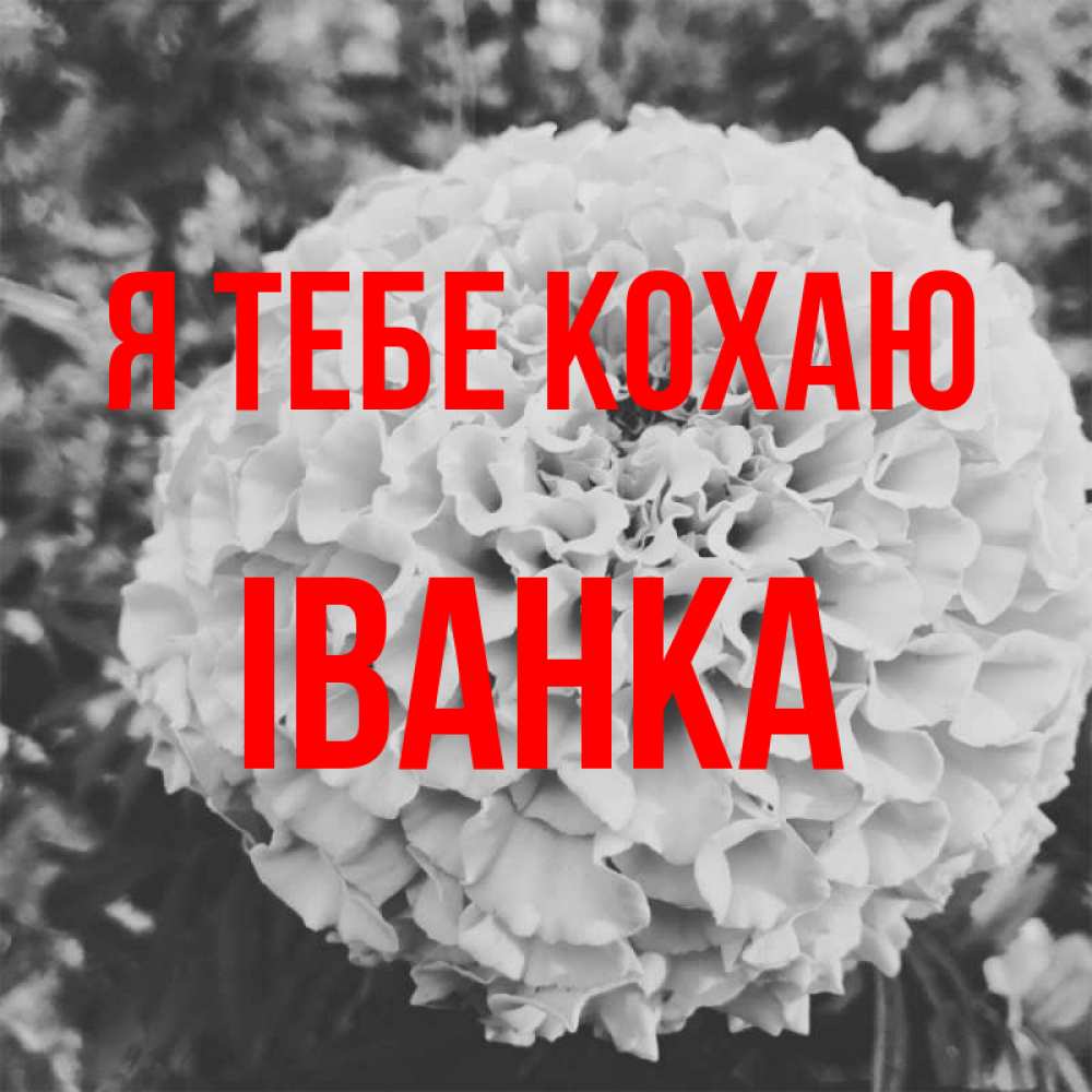 Открытка на каждый день з підписом, Іванка Я тебе кохаю подпись Прикольна листівка з побажанням онлайн скачати безкоштовно 