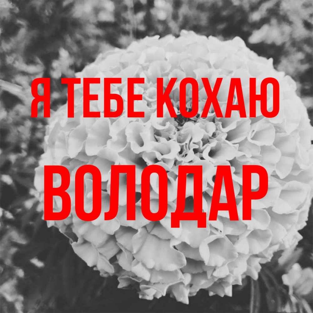 Открытка на каждый день з підписом, Володар Я тебе кохаю подпись Прикольна листівка з побажанням онлайн скачати безкоштовно 