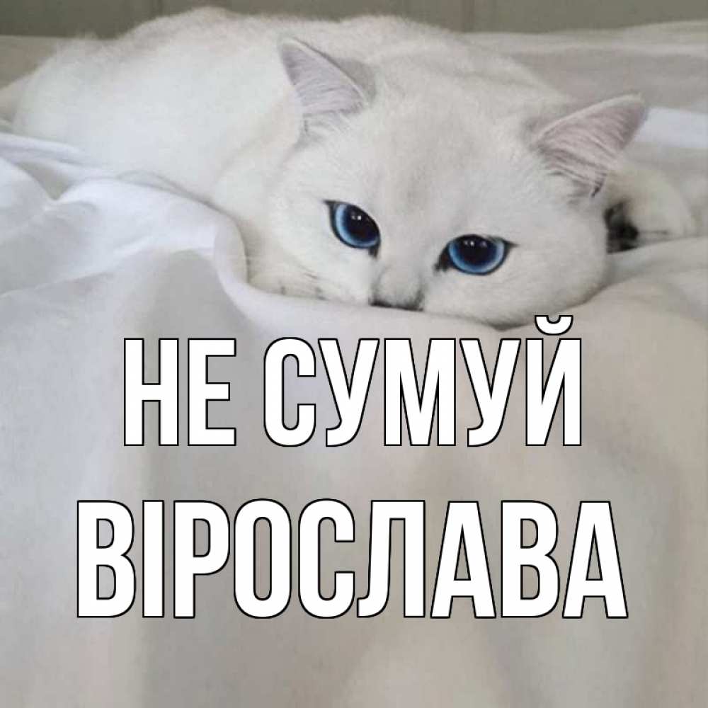 Открытка на каждый день з підписом, Вірослава Не сумуй белый кот с голубыми глазами на белоснежной кровати Прикольна листівка з побажанням онлайн скачати безкоштовно 
