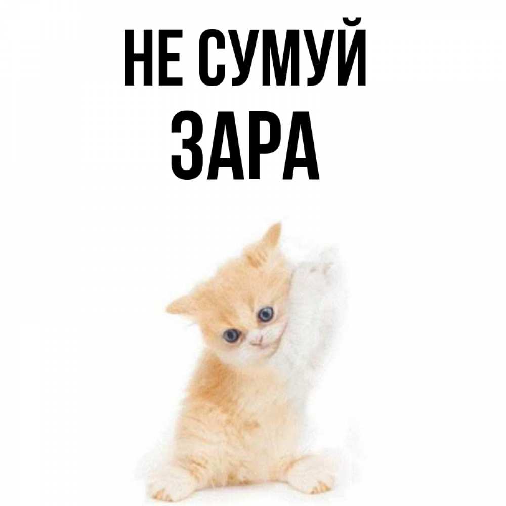 Открытка на каждый день з підписом, Зара Не сумуй просящий кот Прикольна листівка з побажанням онлайн скачати безкоштовно 
