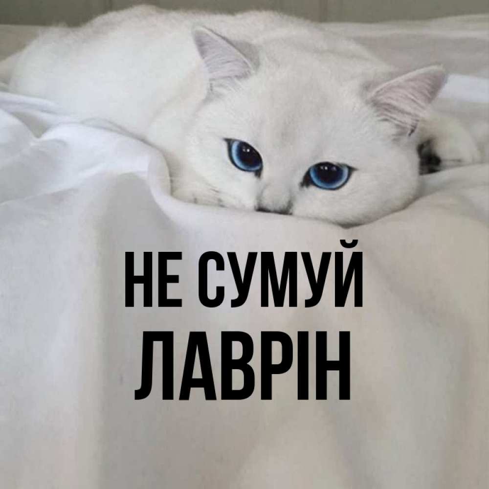Открытка на каждый день з підписом, Лаврін Не сумуй Голубоглазая кошка Прикольна листівка з побажанням онлайн скачати безкоштовно 