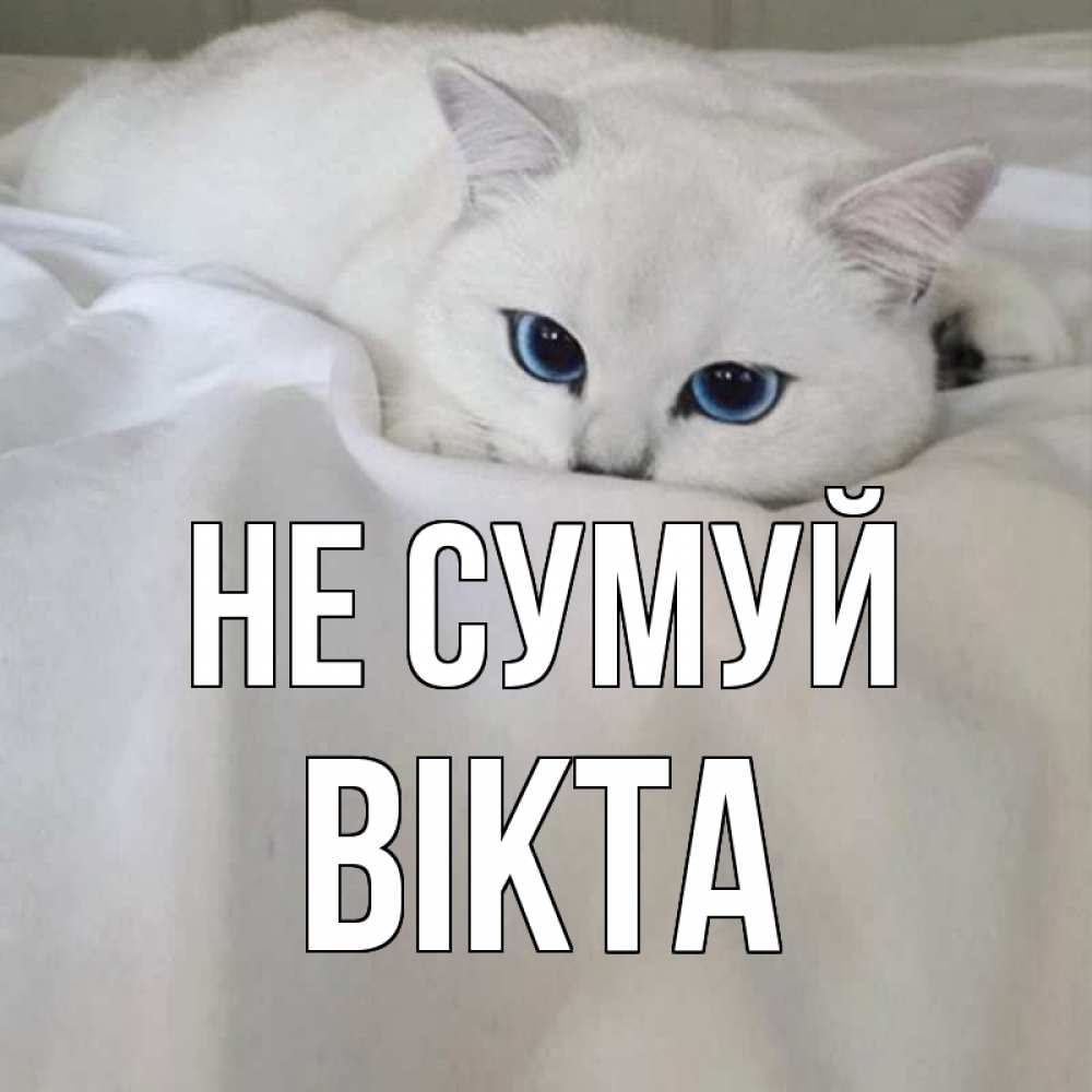 Открытка на каждый день з підписом, Вікта Не сумуй белый кот с голубыми глазами на белоснежной кровати Прикольна листівка з побажанням онлайн скачати безкоштовно 