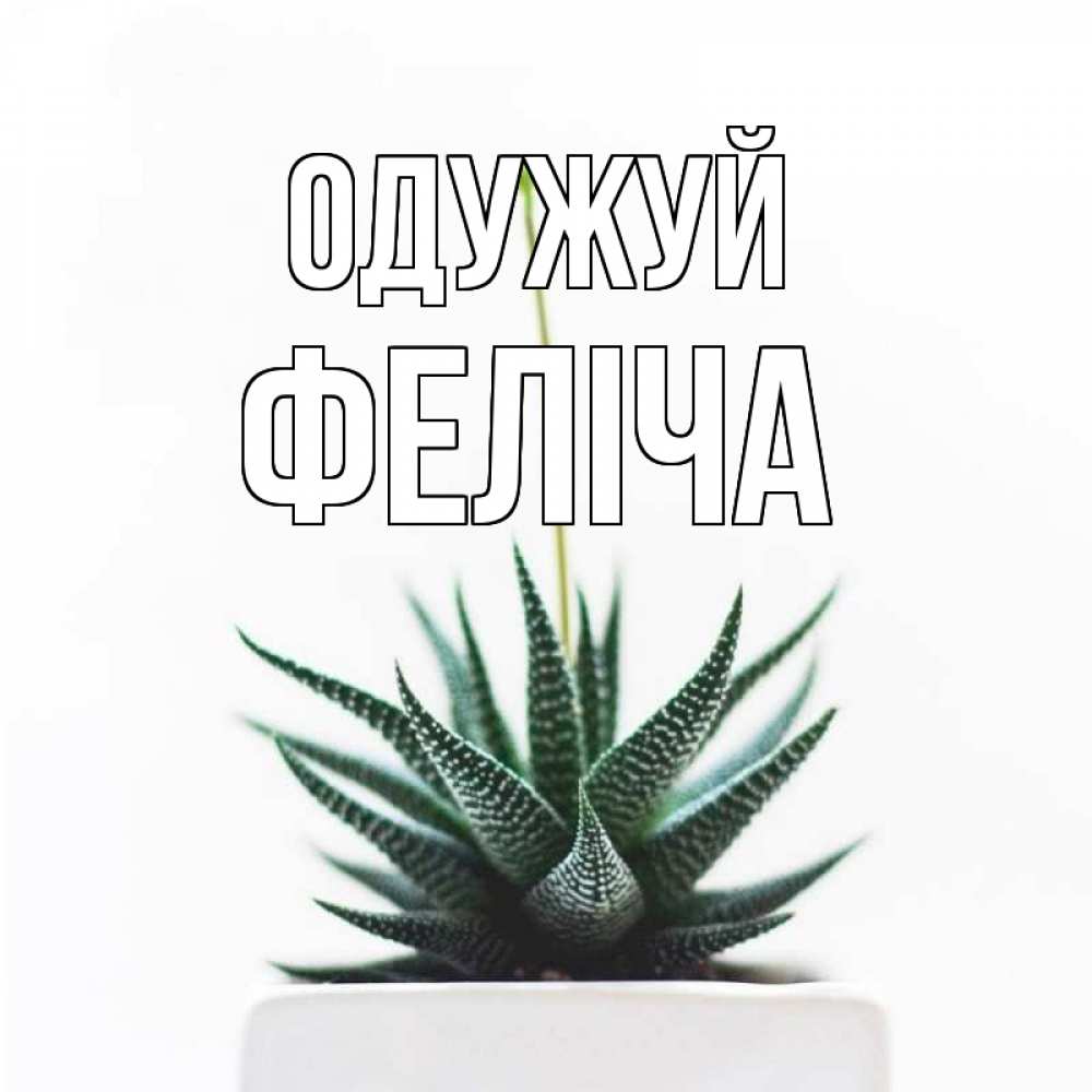 Открытка на каждый день з підписом, Феліча Одужуй короче это непонятная колючка Прикольна листівка з побажанням онлайн скачати безкоштовно 
